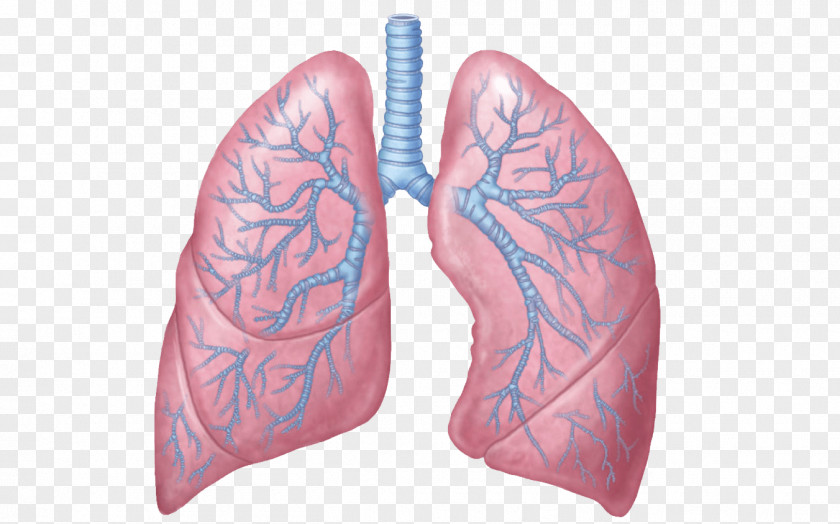 Personal Use Lung Anatomy Respiratory System Respiration Human Body PNG