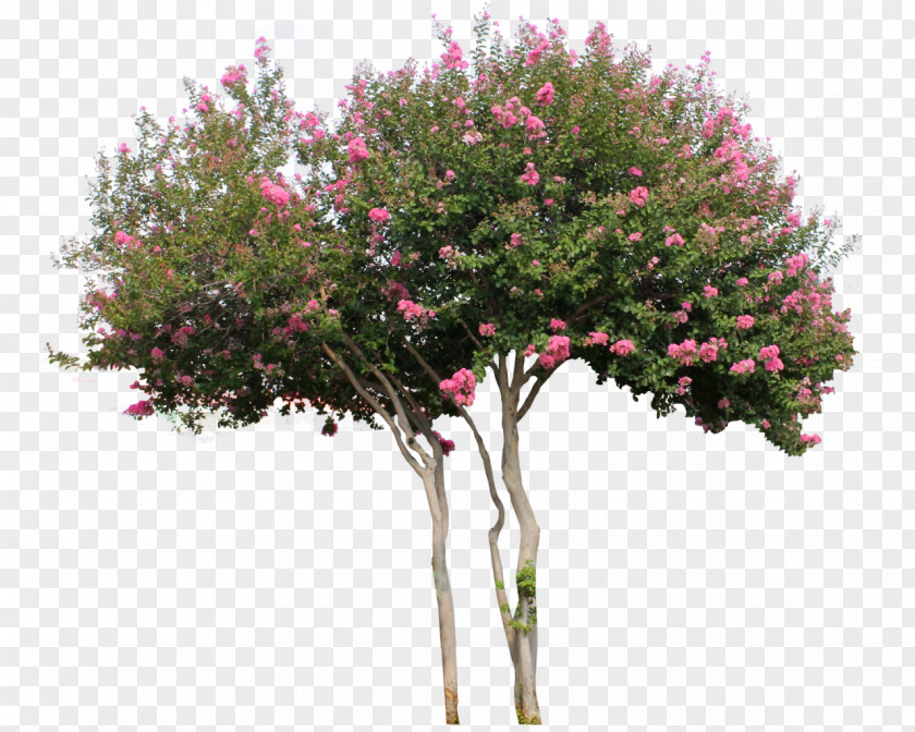 Plant Woody Tree Flower Shrub PNG