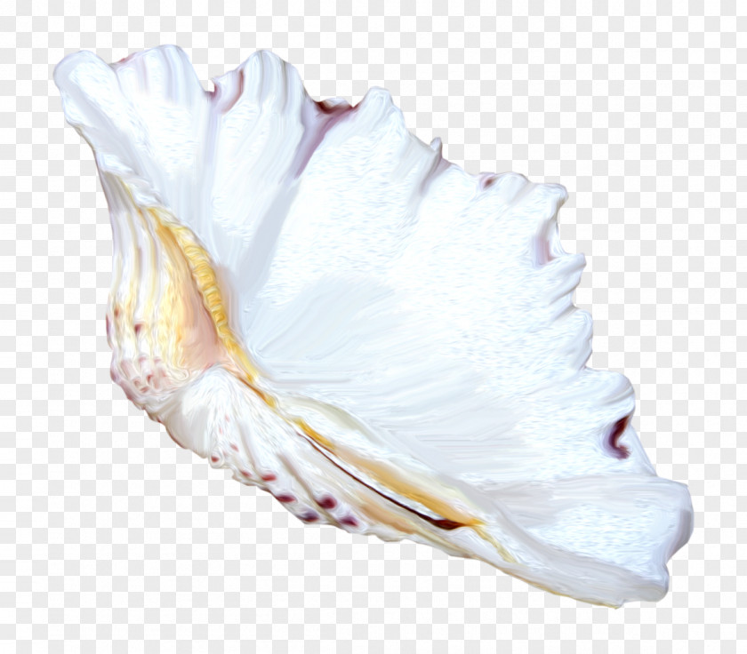 Seashell Conch Clip Art PNG