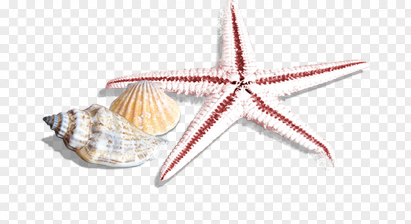 Starfish Seashell Sea Snail PNG