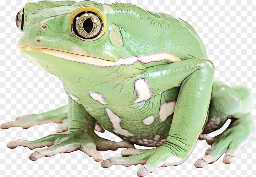True Frog Toad Tree Reptile PNG
