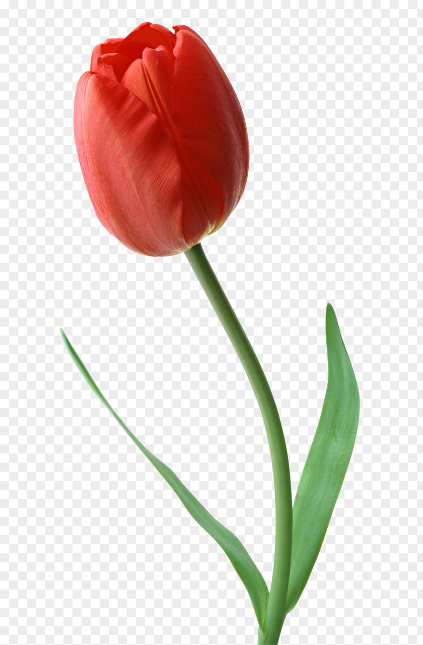 Tulip Desktop Wallpaper Flower Clip Art PNG