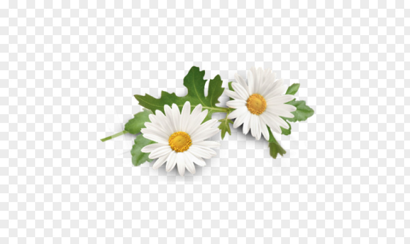 Camomile Allergies In Dogs Home Remedy Allergy Cure PNG