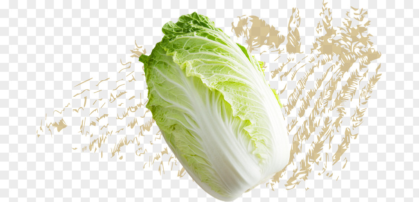 Chinese Cabbage Romaine Lettuce Napa Spring Greens Capitata Group Vegetable PNG