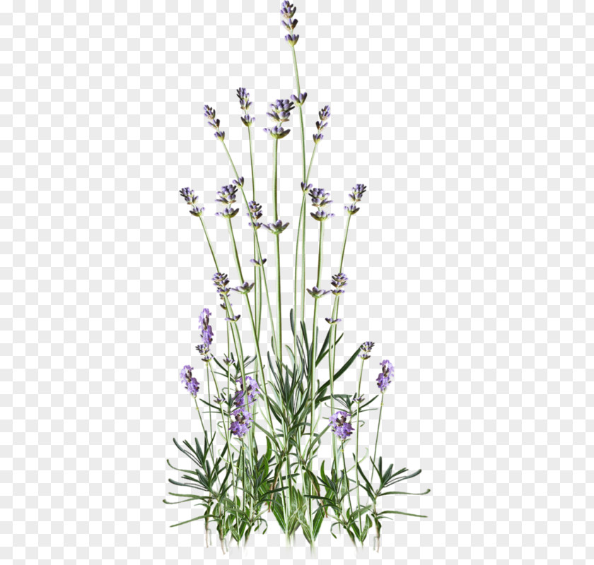 Flower Bouquet English Lavender Mauve PNG