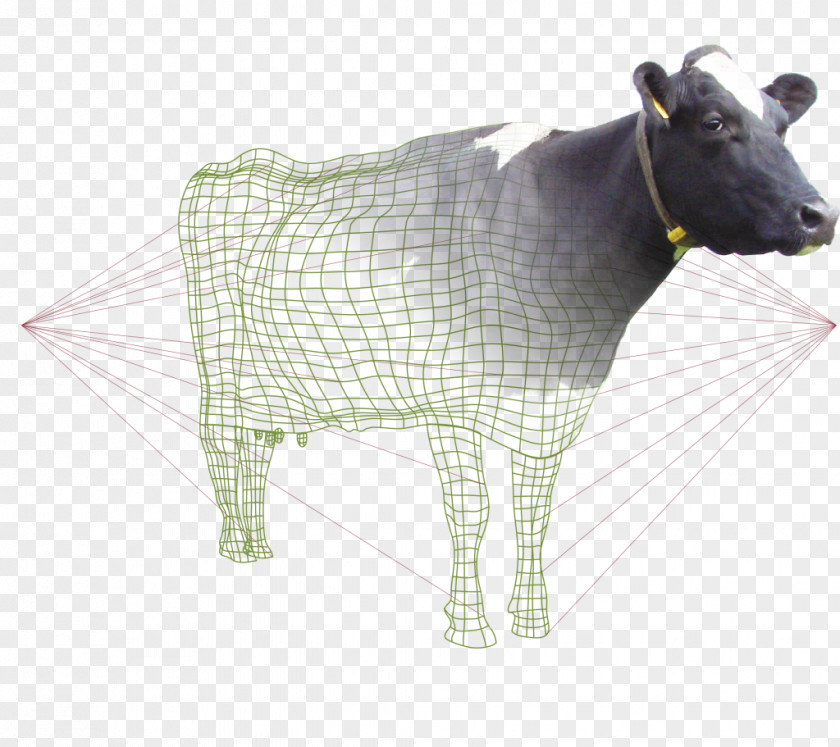 Goat Dairy Cattle Calf Ox PNG
