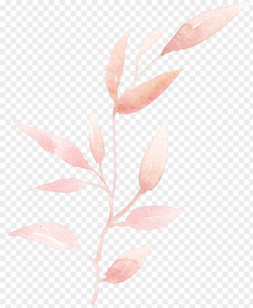Pink Leaf Plant Flower Pedicel PNG