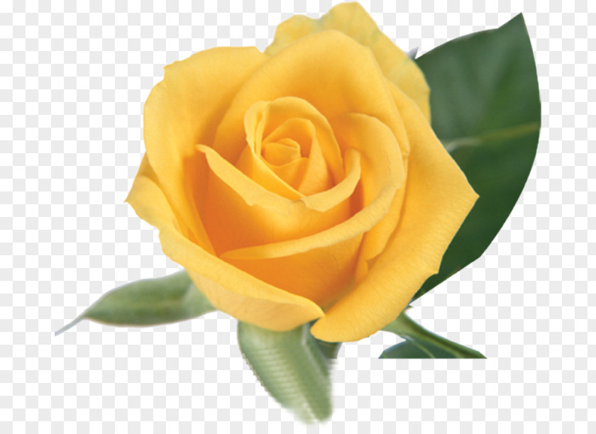 Yellow Rose Garden Roses Centifolia PNG