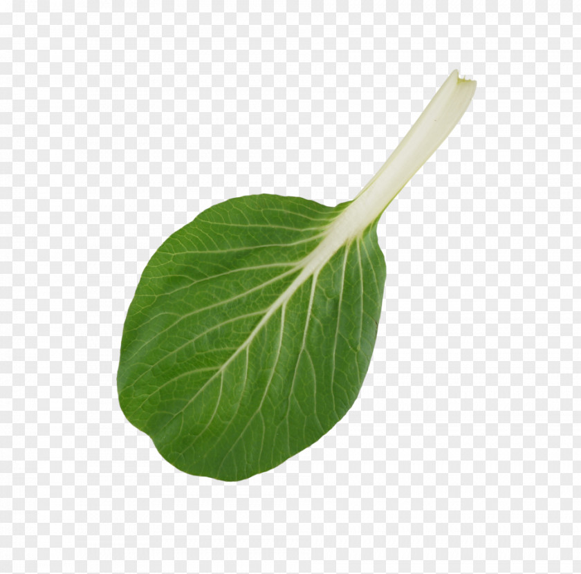 Bok Choy Leaf Vegetable Plant Stem PNG