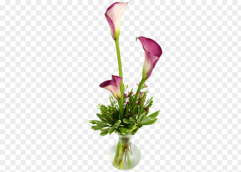 Calla Lily Arum-lily Floral Design Cut Flowers Lilium PNG