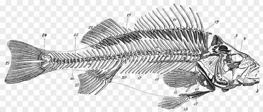 Dead Fish Bony Fishes Skeleton Bone Anatomy PNG