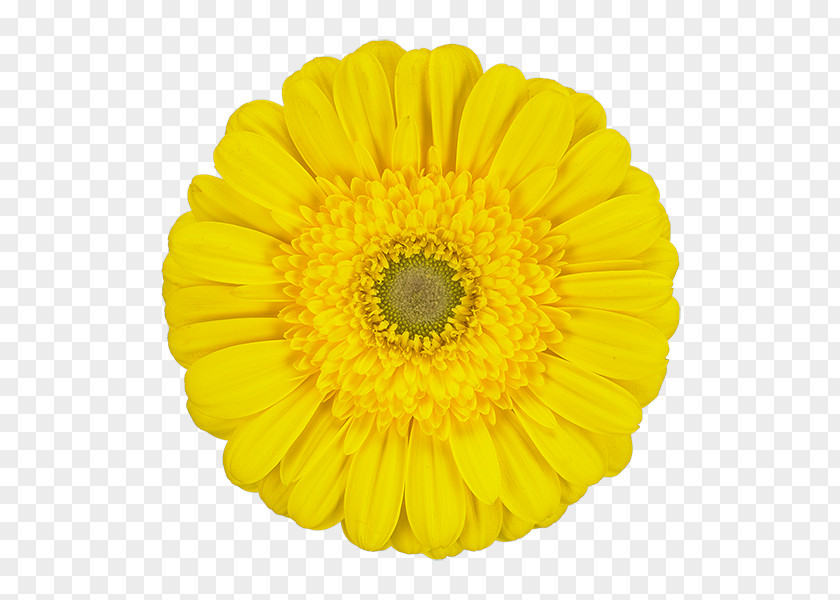 Limon Yellow Transvaal Daisy Color Red White PNG