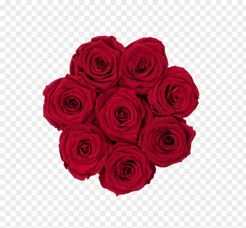 Royal Red Garden Roses Cabbage Rose Cut Flowers Floribunda PNG