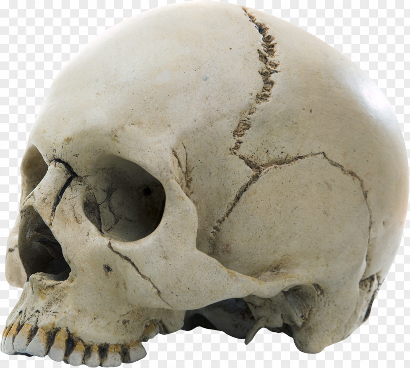 Skulls Fibrous Joint Human Skeleton Skull Bone PNG