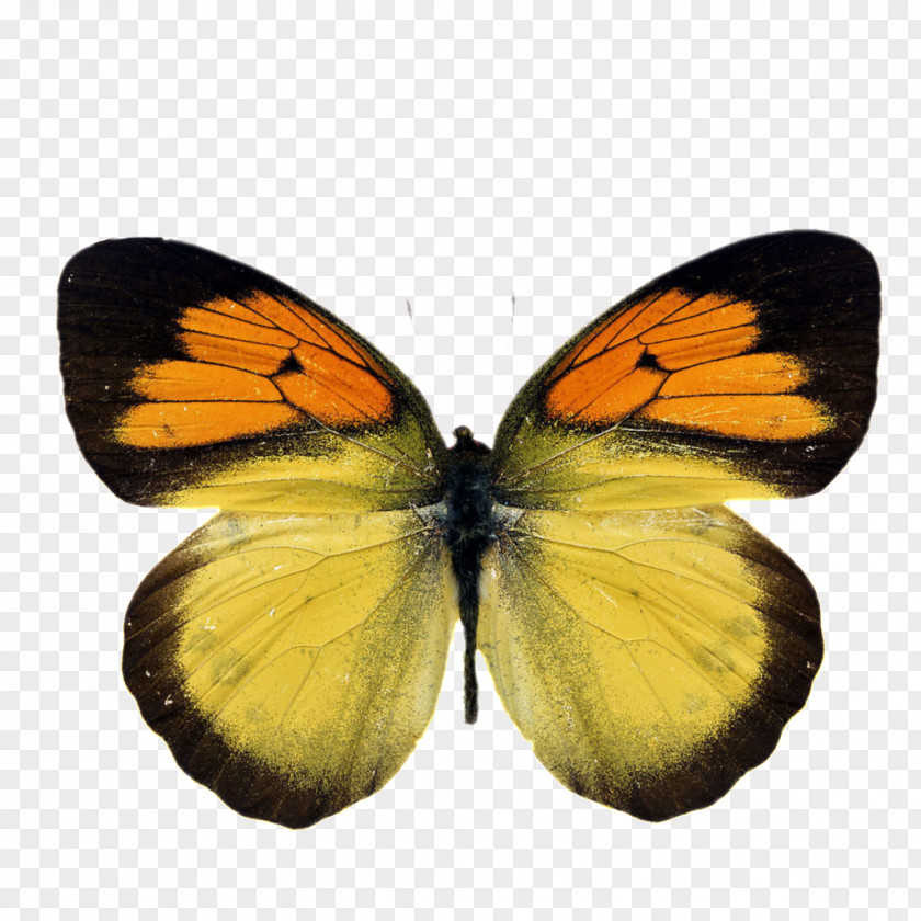 Yellow Butterfly Stock Photography Royalty-free Image Illustration PNG