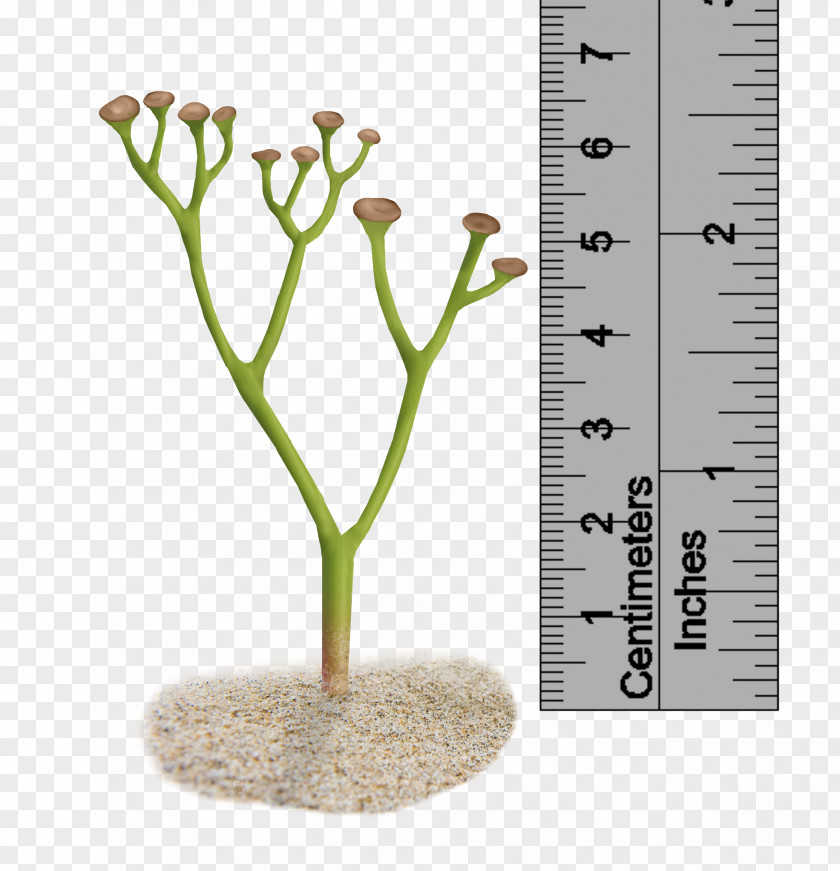 Impression Cooksonia Pertoni Plant Silurian Polysporangiophyte PNG