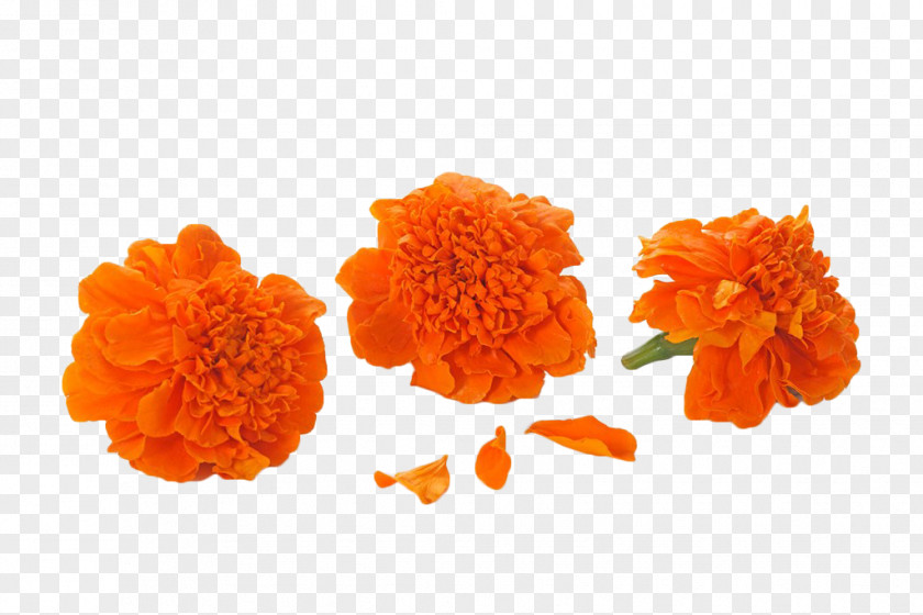 Orange Marigold Mexican Calendula Officinalis Cut Flowers PNG