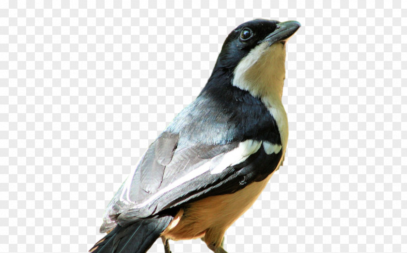 Passerine Birds Beak Science Biology PNG