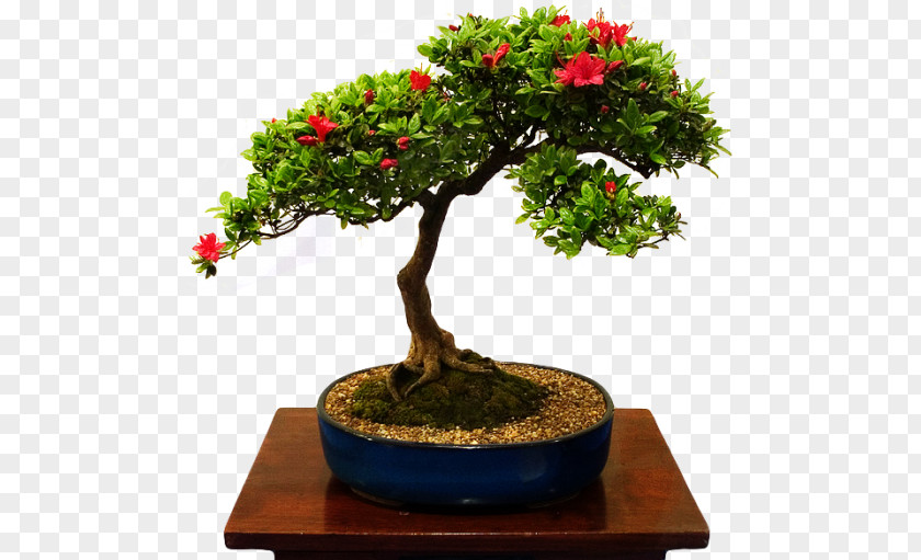 Tree Chinese Sweet Plum Bonsais / Bonsai Beautiful PNG