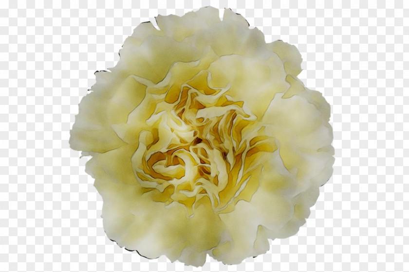 Yellow Cut Flowers Peony PNG