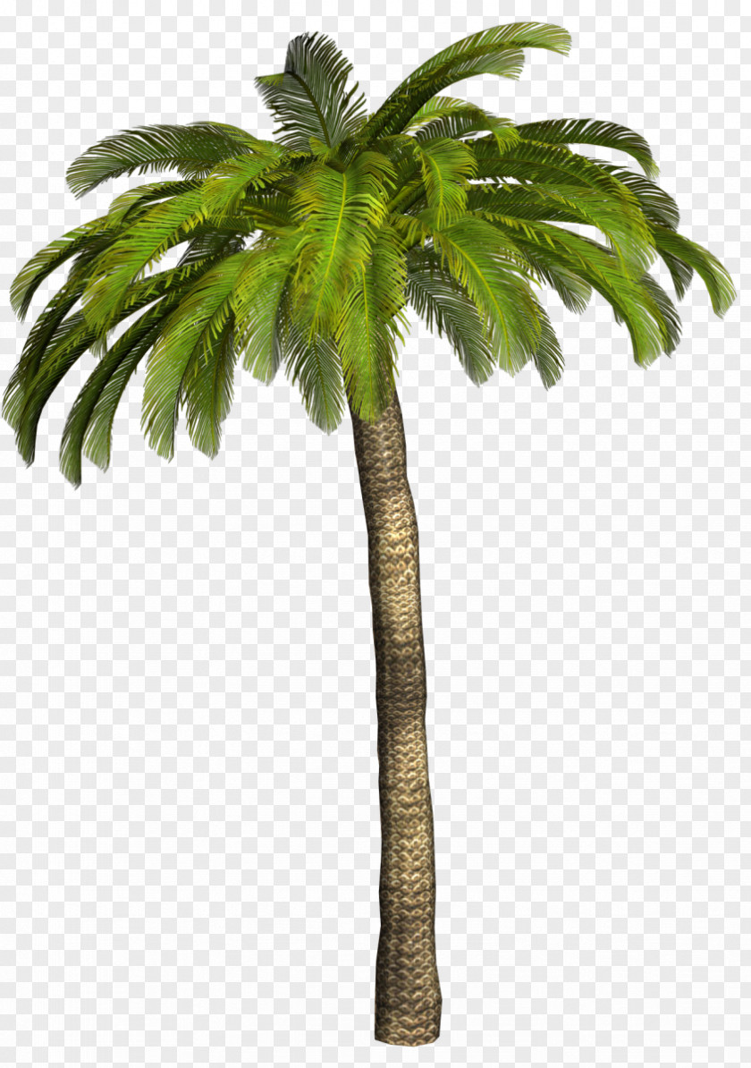 Adobe After Effects Clip Art Palm Trees Image Desktop Wallpaper PNG