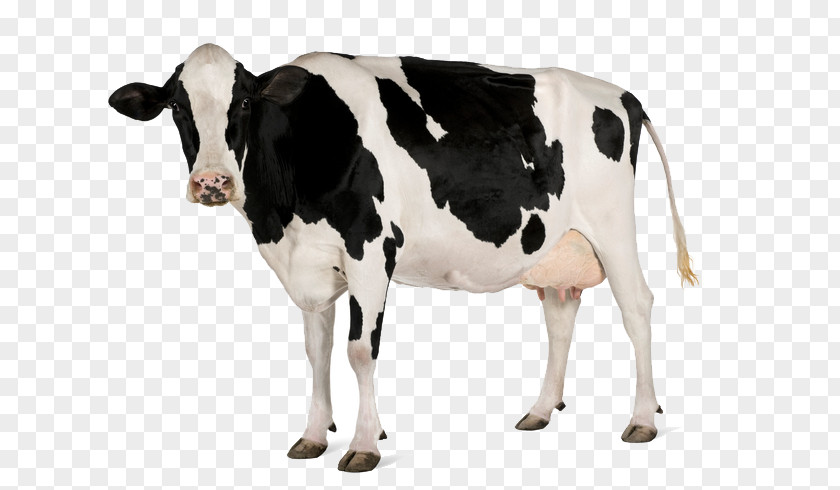 Dairy Cattle Holstein Friesian Stock Photography Feeding Royalty-free PNG