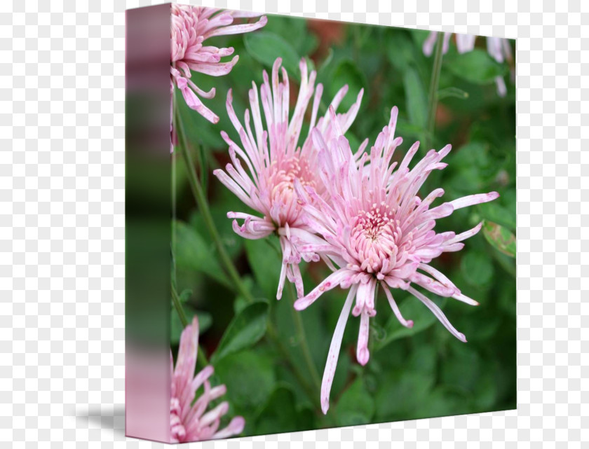 Wild Flowers Monarda Didyma Daisy Family Aster Chrysanthemum Flower PNG