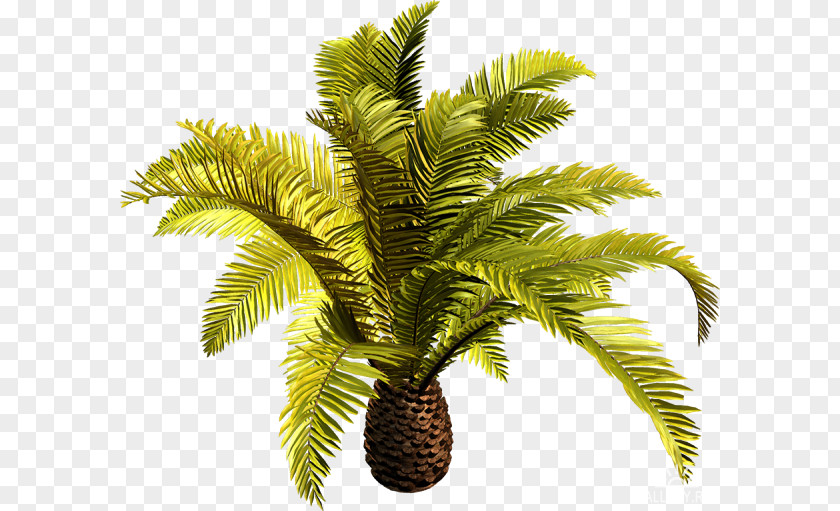 Coconut Babassu Date Palm Clip Art Tree PNG