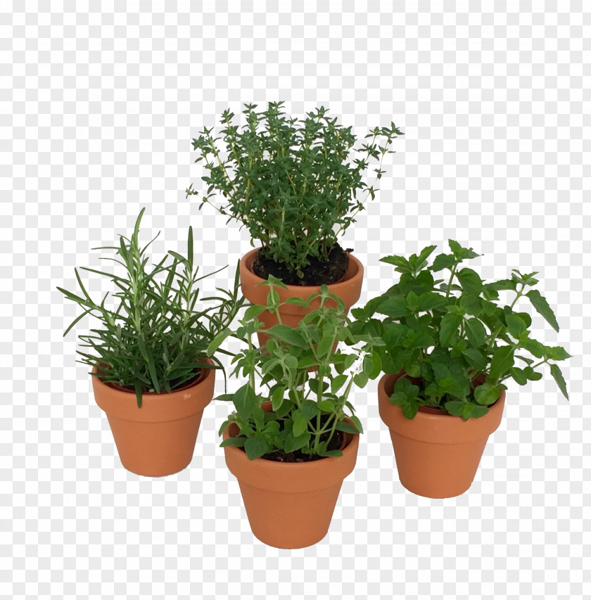 Potted Cactus MINI Cooper Mini Herbs Fines Herbes PNG