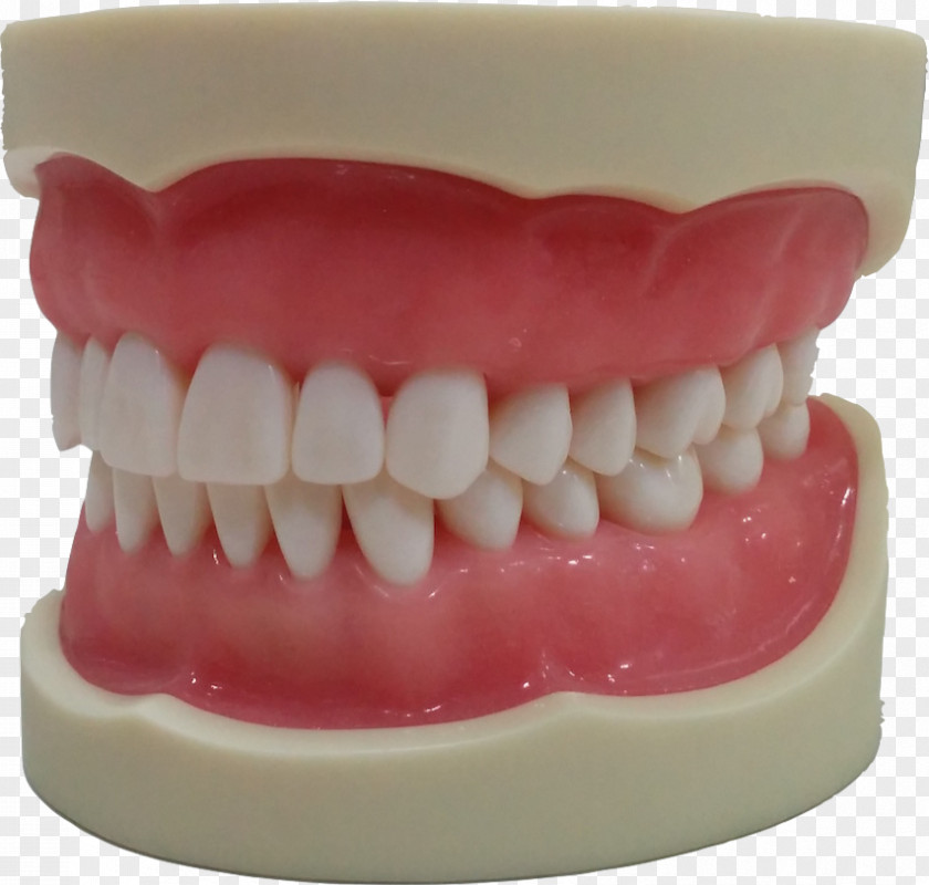 Teeth Model Human Tooth Jaw Typodont Gums PNG