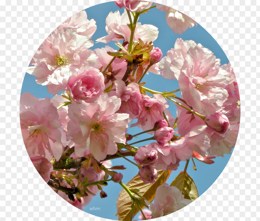 Flower Floral Design Cherry Blossom Prunus PNG