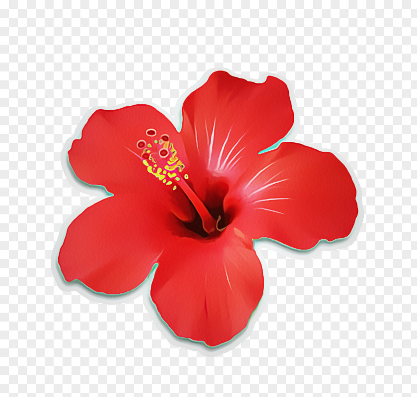 Mallow Family Plant Hibiscus Flowering Chinese Flower Petal PNG