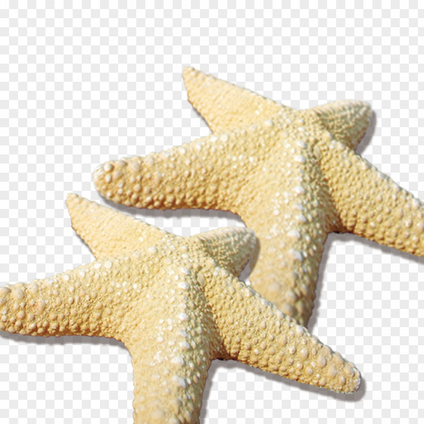 Sea Stars Starfish Beach PNG