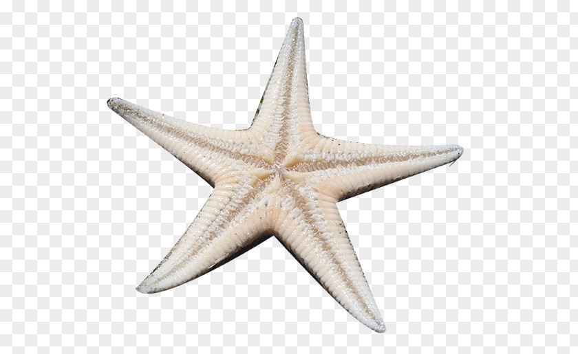 Starfish Material Gratis PNG