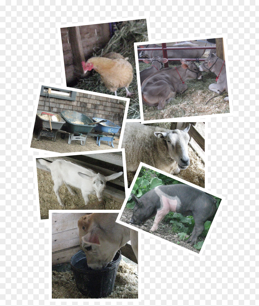Cattle Feed Pet Veterinarian Veterinary Medicine Clinique Vétérinaire Cat PNG