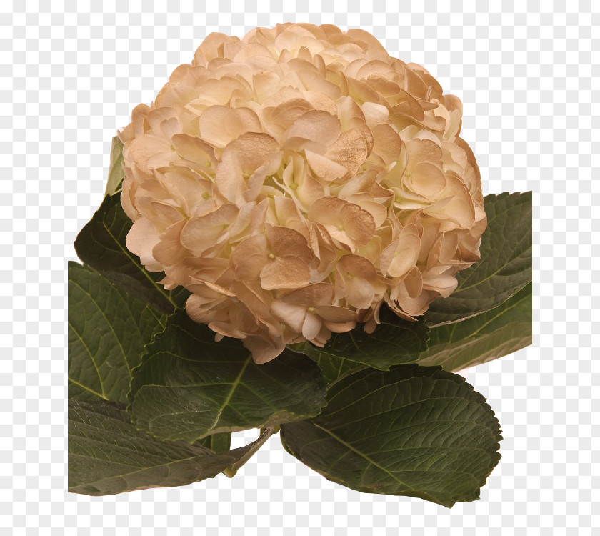 Flower Hydrangea Cut Flowers Cabbage Rose Floral Design PNG