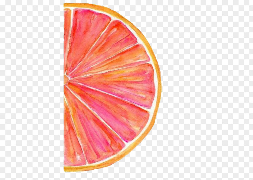 Red Grapefruit Watercolor Painting Watercolour Tips Art PNG