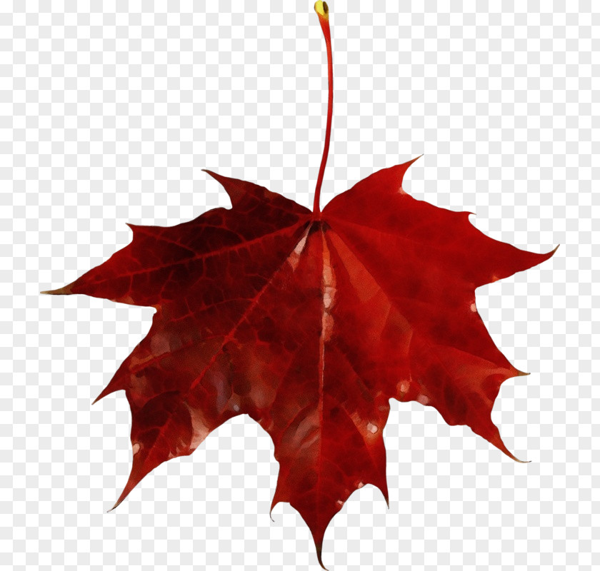 Silver Maple Holly Red Tree PNG