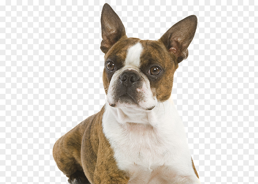 Boston Terrier Olde English Bulldogge Toy Bulldog Soft-coated Wheaten PNG