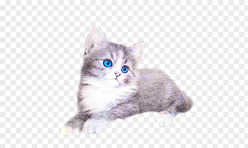 Cat Kitten Clip Art PNG