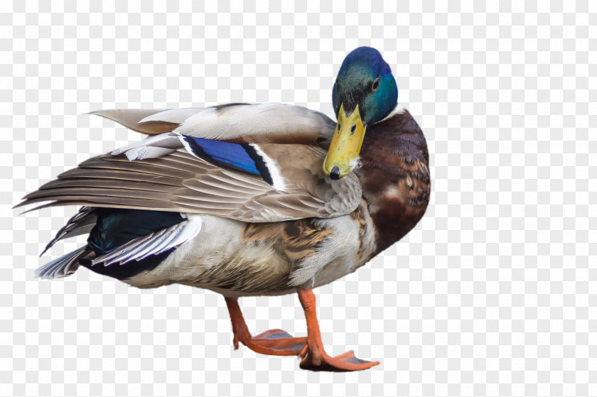 Duck T-shirt Mallard Bird Spreadshirt PNG