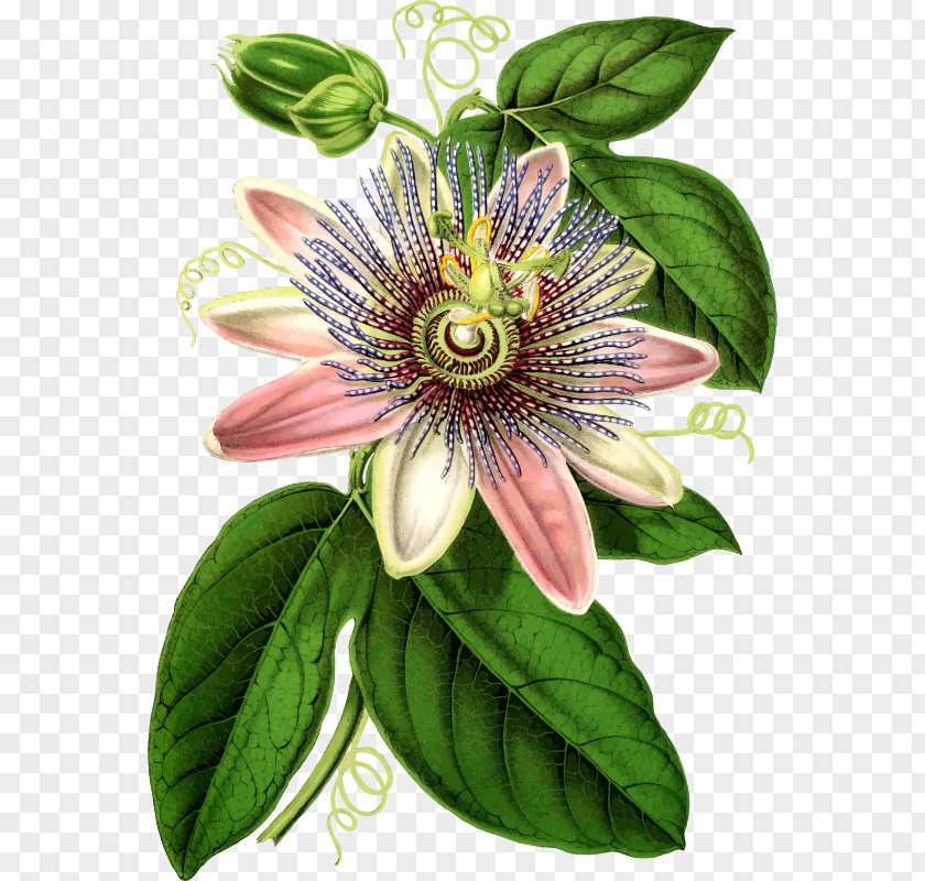 Flower Purple Passionflower Botanical Illustration Botany Passiflora Caerulea PNG