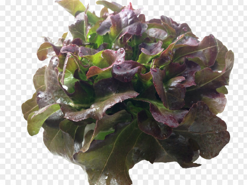 HydroPower Red Leaf Lettuce Spring Greens Herb Vegetable PNG