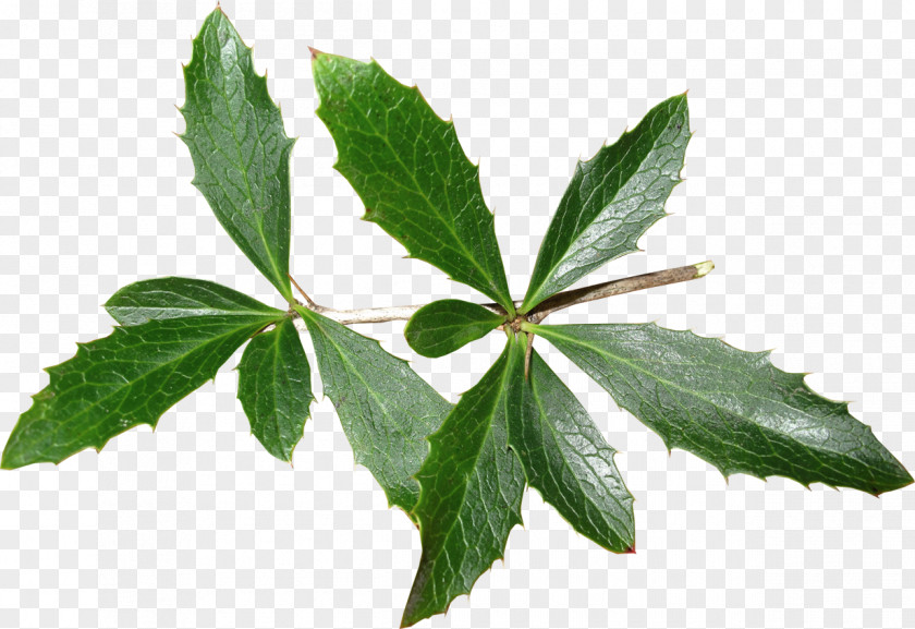 Leaf Tree Herb PNG