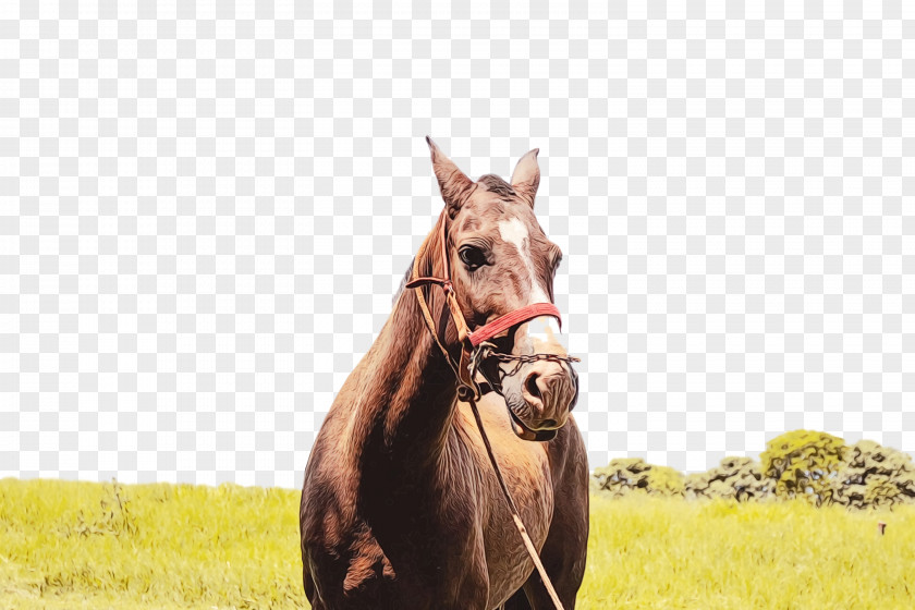 Mare Mustang Stallion Bridle Rein PNG