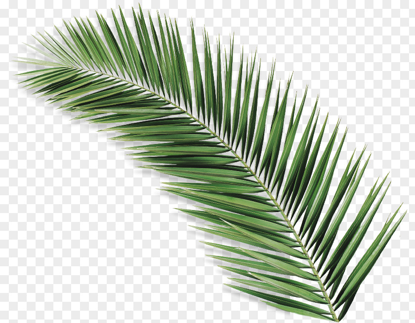 Palm Tree PNG