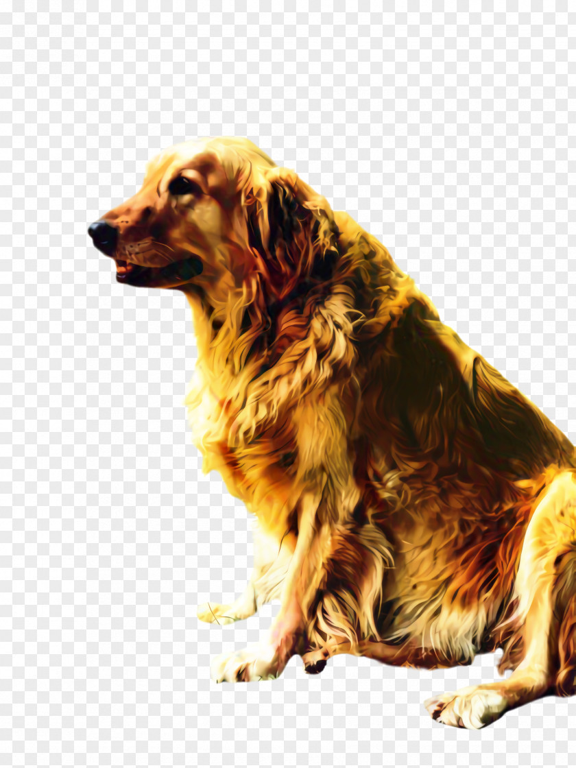 Small Greek Domestic Dog Irish Setter Golden Retriever Background PNG