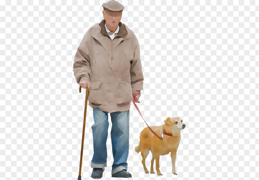 Standing Golden Retriever Dog Leash Breed Walking PNG