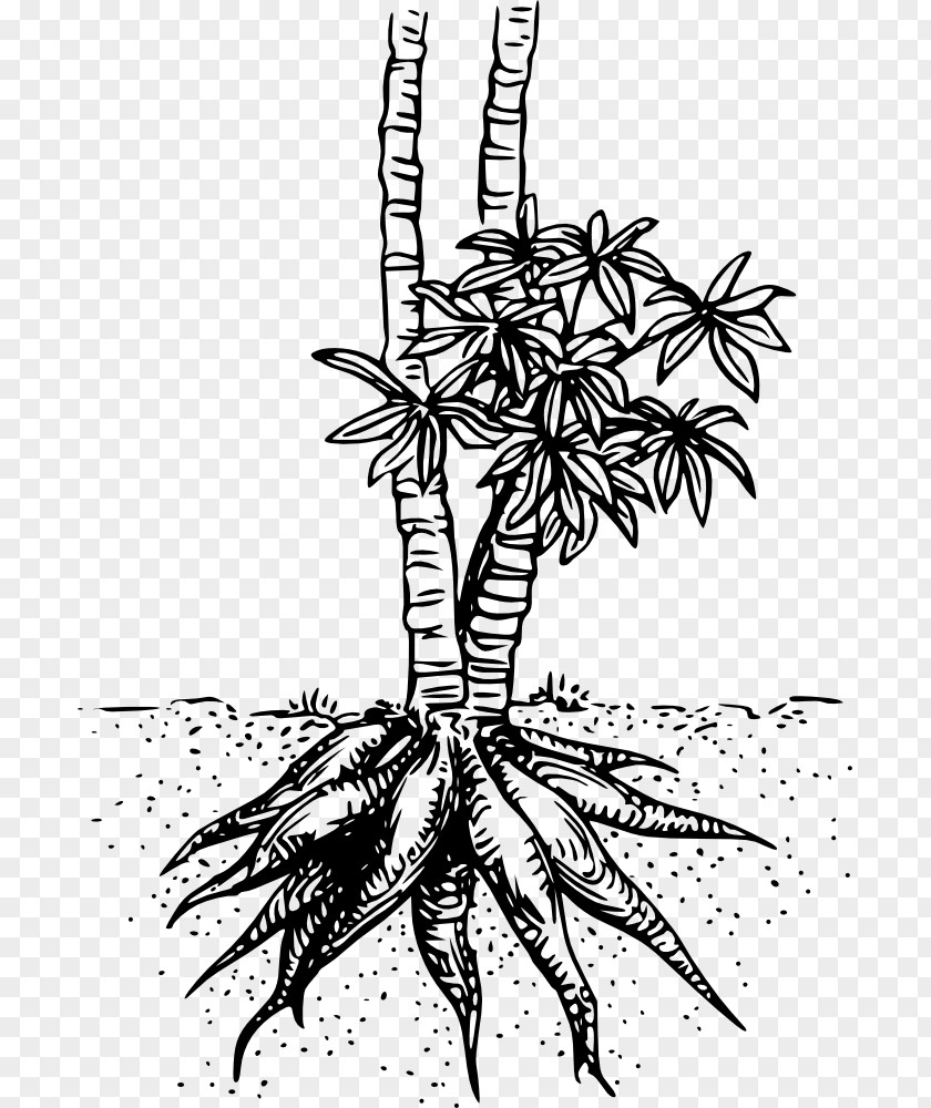 Yuca Cassava Drawing Tapioca Chip PNG