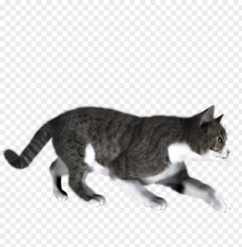Cat Image Download Picture Kitten Dog PNG